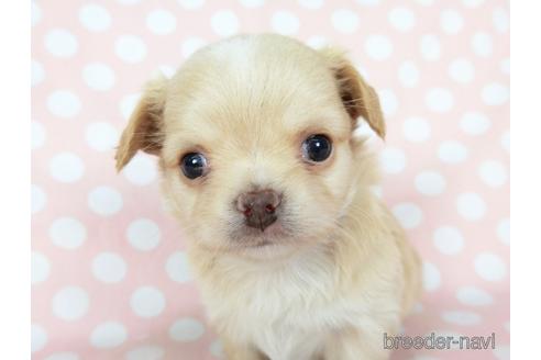 成約済の千葉県のチワワ(ロングコート)-201398の7枚目