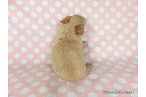 成約済の千葉県のチワワ(ロングコート)-201398の8枚目