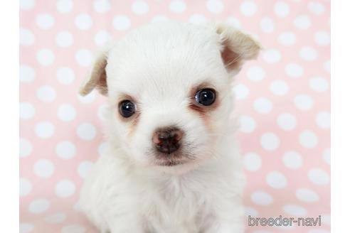 成約済の千葉県のチワワ(ロングコート)-201402の6枚目