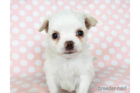 成約済の千葉県のチワワ(ロングコート)-201402の8枚目