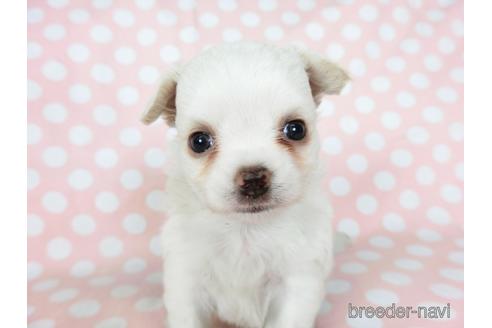 成約済の千葉県のチワワ(ロングコート)-201402の7枚目