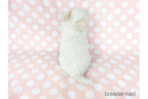 成約済の千葉県のチワワ(ロングコート)-201402の5枚目