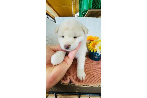 成約済の茨城県の豆柴-202762の1枚目