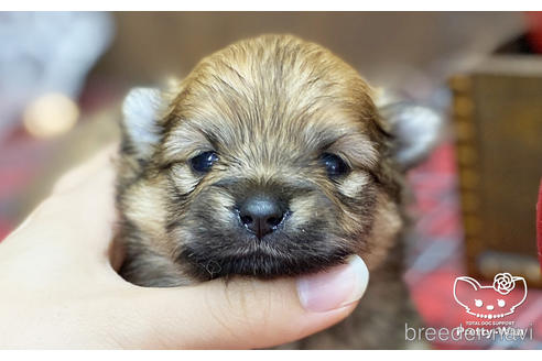 成約済の愛知県のポメラニアン-202785の8枚目