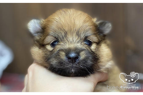 成約済の愛知県のポメラニアン-202786の8枚目