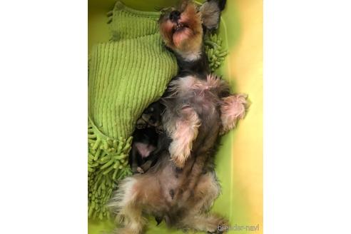 成約済の愛知県のミニチュアシュナウザー-202821の6枚目
