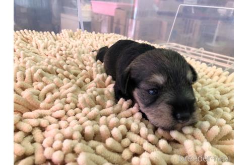 成約済の愛知県のミニチュアシュナウザー-202821の3枚目