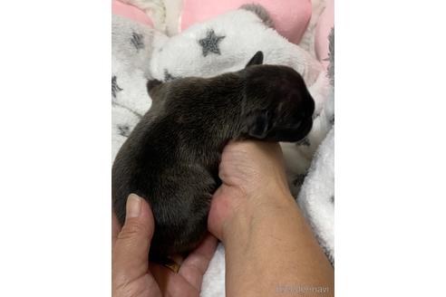 成約済の愛媛県のフレンチブルドッグ-202873の12枚目