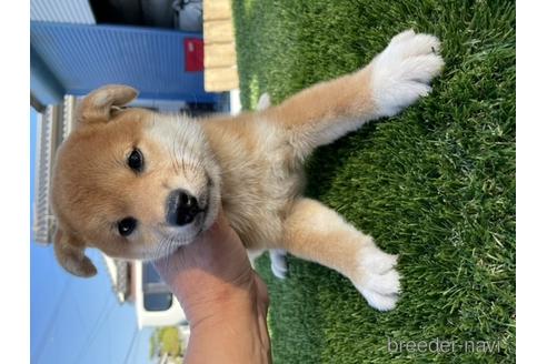 成約済の広島県の柴犬-202321の1枚目