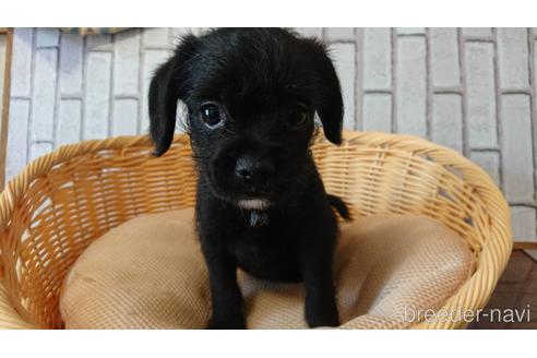 成約済の岡山県のミックス犬-199574の26枚目