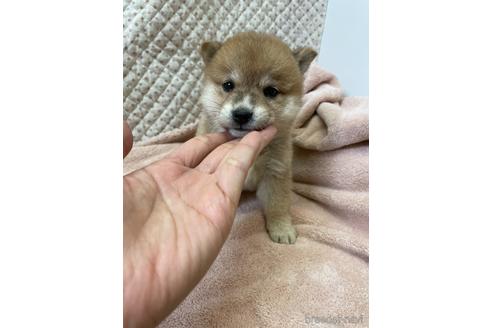 成約済の香川県の豆柴-202871の1枚目