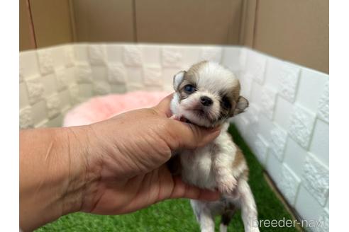 子犬
