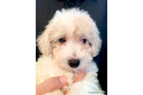 成約済の静岡県のミックス犬-202897の1枚目