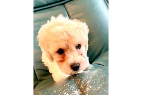 成約済の静岡県のミックス犬-202964の37枚目