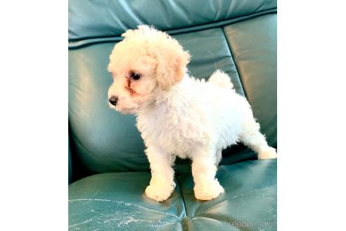 成約済の静岡県のミックス犬-202964の38枚目
