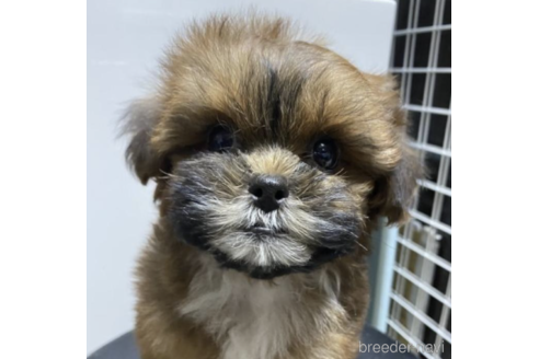 成約済の兵庫県のミックス犬-203024