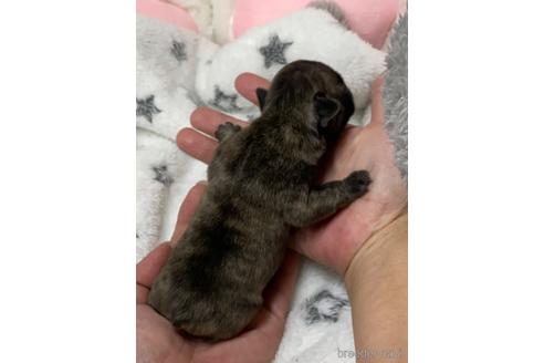 成約済の愛媛県のフレンチブルドッグ-203038の7枚目