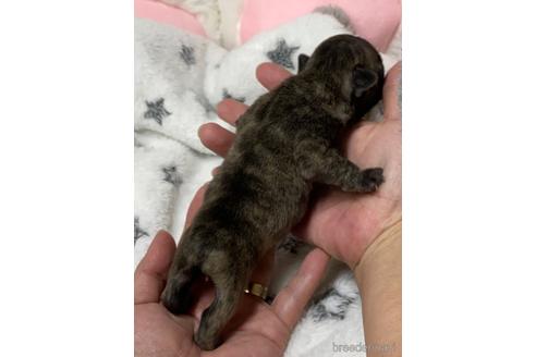 成約済の愛媛県のフレンチブルドッグ-203038の10枚目