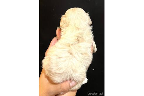 成約済の埼玉県のマルプー:マルチーズ×トイプードル-200075の17枚目