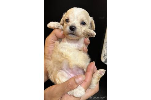 成約済の埼玉県のマルプー:マルチーズ×トイプードル-200075の14枚目