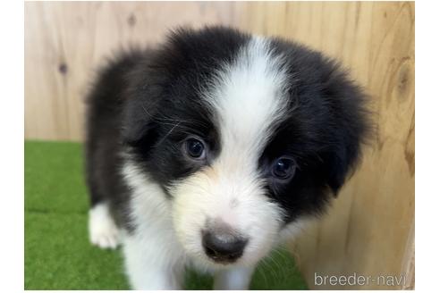 成約済の愛知県のボーダーコリー-203063の1枚目