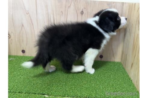 成約済の愛知県のボーダーコリー-203063の3枚目