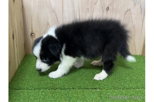 成約済の愛知県のボーダーコリー-203063の2枚目