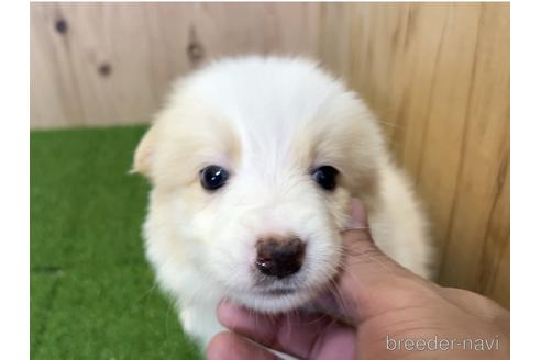 成約済の愛知県のボーダーコリー-203064の1枚目