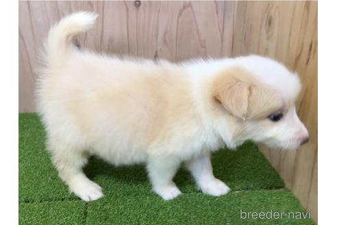 成約済の愛知県のボーダーコリー-203064の2枚目