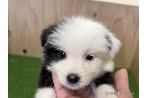 成約済の愛知県のボーダーコリー-203066の1枚目