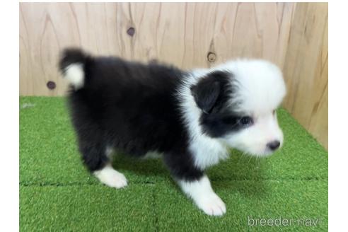 成約済の愛知県のボーダーコリー-203066の3枚目