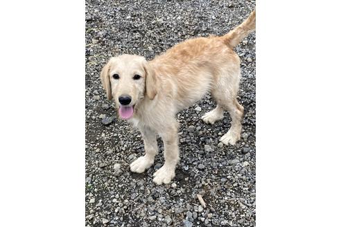 千葉県のミックス ラブラドゥードル ラブラドールレトリーバー プードル 男の子 22 05 18生まれ クリーム 子犬id ブリーダーナビ