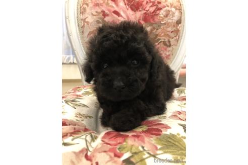 ブラック(黒)のトイプードルの子犬を探す|ブリーダーナビ