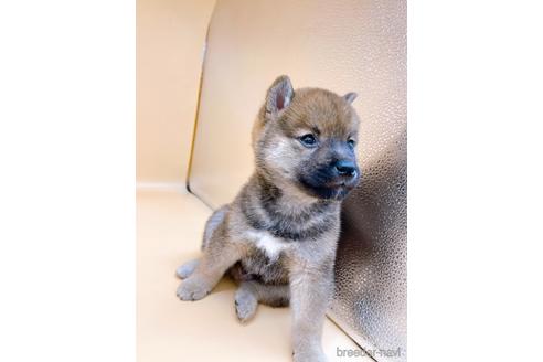 成約済の東京都の柴犬-203260の13枚目