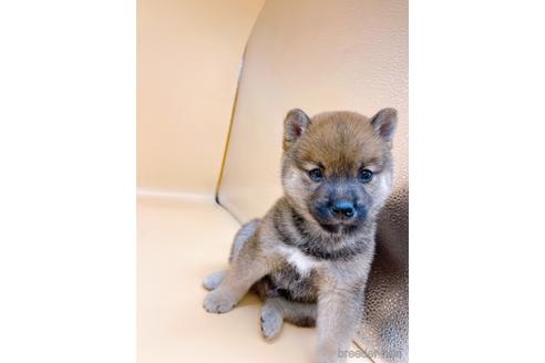 成約済の東京都の柴犬-203260の14枚目