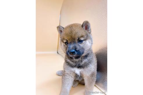 成約済の東京都の柴犬-203260の15枚目