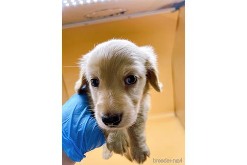 成約済の東京都のミニチュアダックスフンド(ロングヘアード)-203259の2枚目