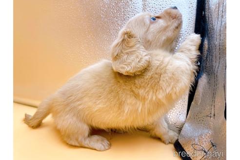 成約済の東京都のミニチュアダックスフンド(ロングヘアード)-203259の3枚目