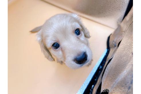 成約済の東京都のミニチュアダックスフンド(ロングヘアード)-203259の1枚目