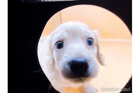 成約済の東京都のミニチュアダックスフンド(ロングヘアード)-203259の4枚目