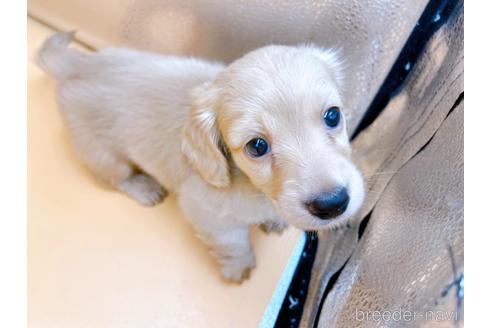 成約済の東京都のミニチュアダックスフンド(ロングヘアード)-203259の5枚目