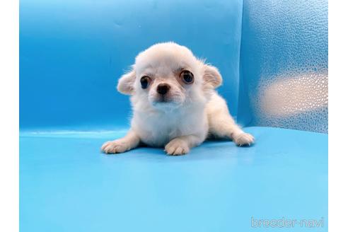 成約済の東京都のチワワ(ロングコート)-203258の9枚目