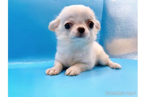 成約済の東京都のチワワ(ロングコート)-203258の10枚目