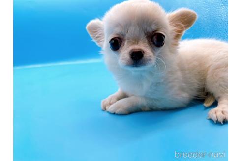 成約済の東京都のチワワ(ロングコート)-203258の11枚目