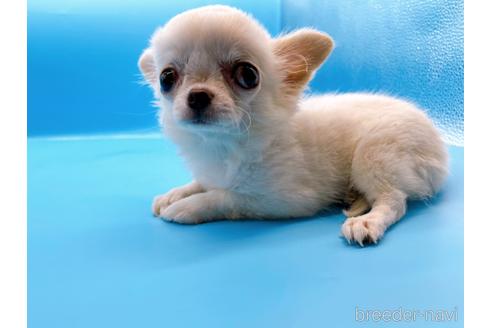 成約済の東京都のチワワ(ロングコート)-203258の6枚目