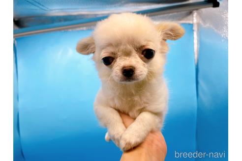 成約済の東京都のチワワ(ロングコート)-203258の7枚目