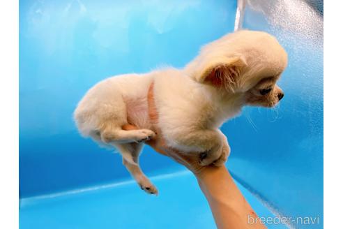 成約済の東京都のチワワ(ロングコート)-203258の8枚目