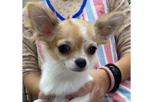 成約済の神奈川県のチワワ(ロングコート)-179996の11枚目