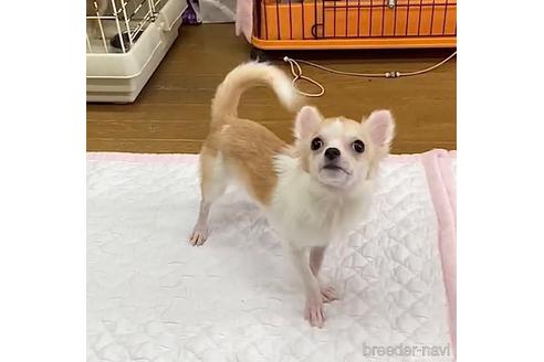 成約済の神奈川県のチワワ(ロングコート)-179995の12枚目