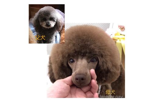 成約済の神奈川県のトイプードル-203282の5枚目